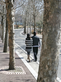 아름드리 버즘나무로 둘러싸인 경북대 러브 로드 전경.3