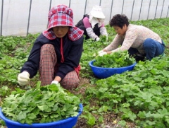 일월산 식품 이미지