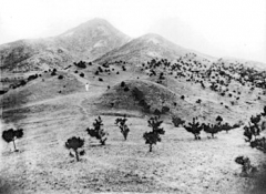 1914년 촬영한 병풍산 고분군 전경. 유리 원판사진 (국립중앙박물관 소장)