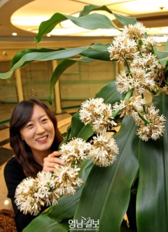 행운목 꽃 활짝