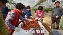 다산딸기수출 이미지