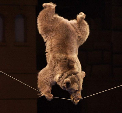 사자·말·곰 등 재롱잔치…러 볼쇼이 동물 서커스