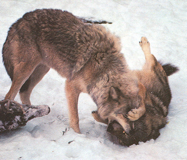 희한한 동물얘기] 로키산맥의 동물들 (9)