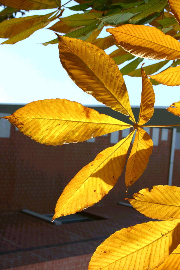 [나무속에 숨겨진 역사와 문화 .46] 칠엽수와 낭만