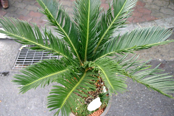 [나무속에 숨겨진 역사와 문화 .60] 소철과 화석