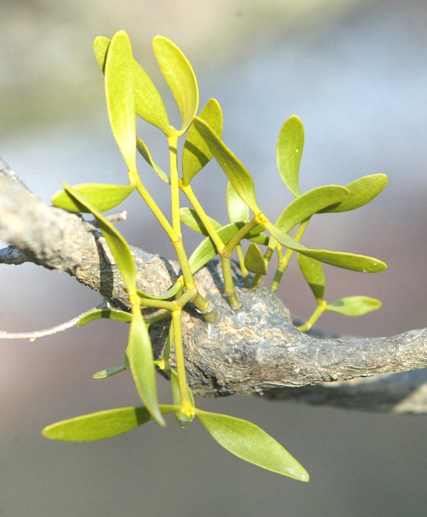 [나무속에 숨겨진 역사와 문화 .64] 겨우살이와 마법