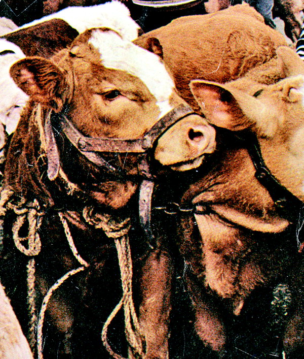 [희한한 동물얘기] 식인범 추적 (5)