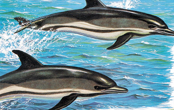 [희한한 동물얘기] 돌고래의 지능 (1)