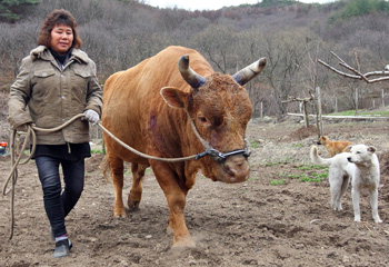 국내 유일 女투우 조련사 안귀분씨