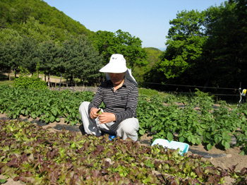 어느 작은 암자 공양주 보살의 일상
