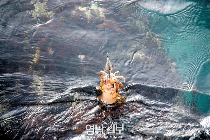 [김동욱의 낚시시대] ‘지존’ 무늬오징어가 올라온다…