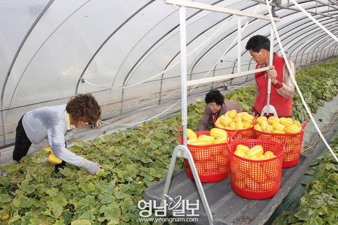 성주참외 첫 출하