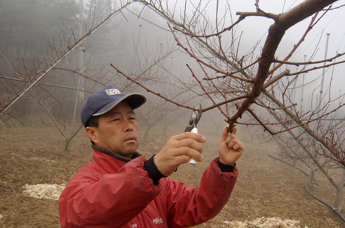 [베이비부머 귀농열전] 경산 압량면 복숭아 재배 조국행씨