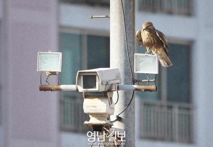 눈이 말똥말똥해서? 말똥과 관련 많아서? 말울음소리 닮아서?