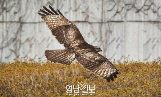 눈이 말똥말똥해서? 말똥과 관련 많아서? 말울음소리 닮아서?