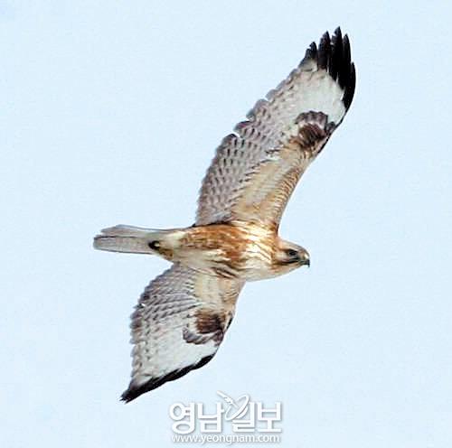 눈이 말똥말똥해서? 말똥과 관련 많아서? 말울음소리 닮아서?