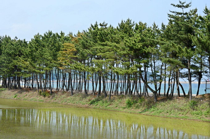 울진 평해 월송정 솔숲, 황씨시조 정원 내 정자 넣어 찍으면