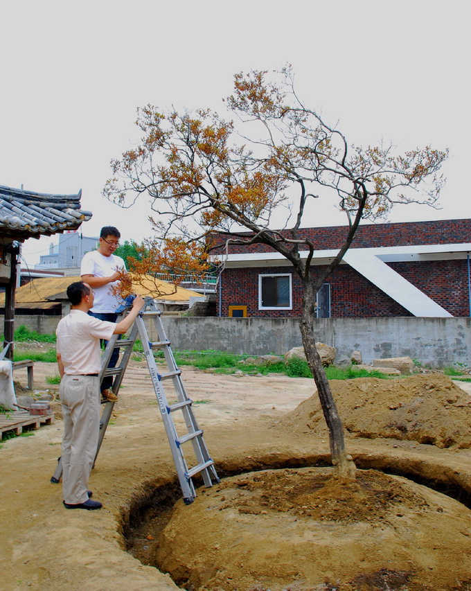 상주 남성동 천연기념물급 회양목 고사 위기