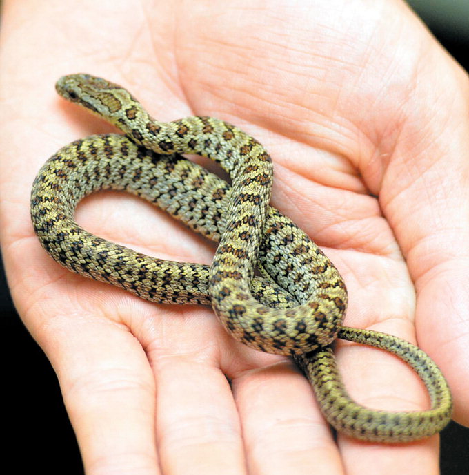 나, 그렇게 나쁜 놈만은 아니라오. 내 얘기 한번 들어보실라우…