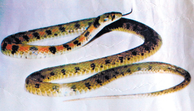 毒 가장 많은 ‘칠점사’를 뱀탕업계에선 上品으로 쳤다