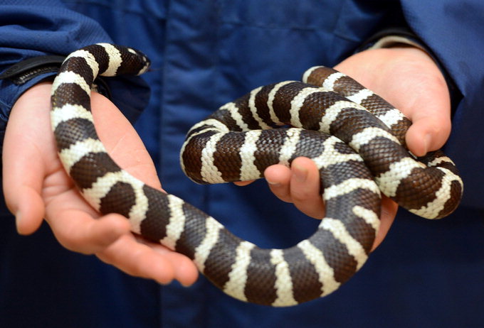 “뱀…정말 귀여운데…엄마가 기겁했죠…집에서 키운다고 쫓겨났어요”