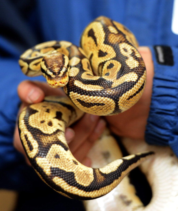 “뱀…정말 귀여운데…엄마가 기겁했죠…집에서 키운다고 쫓겨났어요”