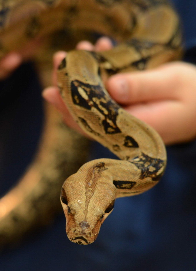 “뱀…정말 귀여운데…엄마가 기겁했죠…집에서 키운다고 쫓겨났어요”