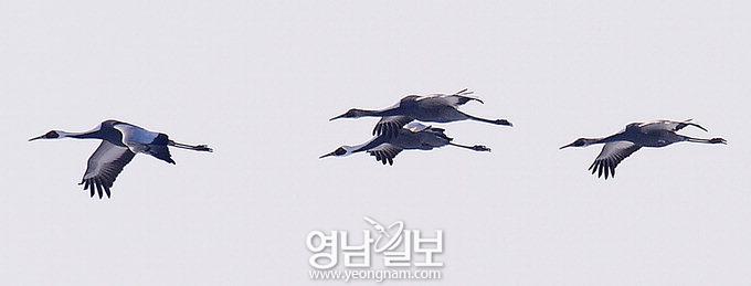 재두루미, 해평습지서 올해도 월동