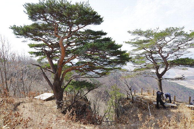 [최원식의 산] 고려 공민왕의 어머니가 홍건적의 난 때 피란간 그곳    왕모산 (안동시 도산면 ·해발６４８m)