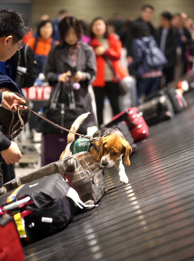 [화제의 질병] 조류독감