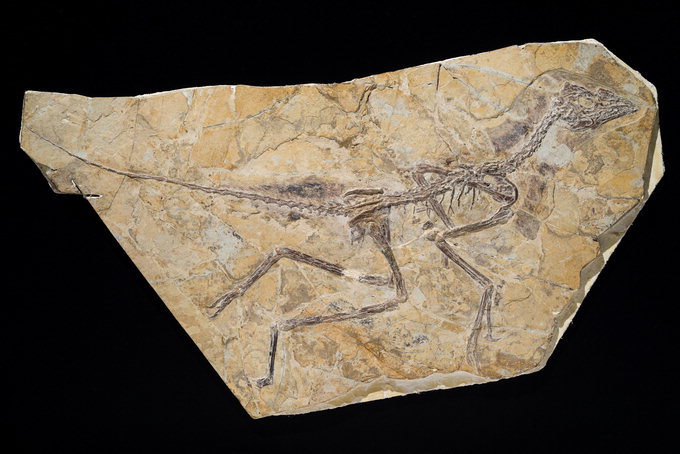 1억6천만년 전 새 조상 中 랴오닝서 화석 발굴
