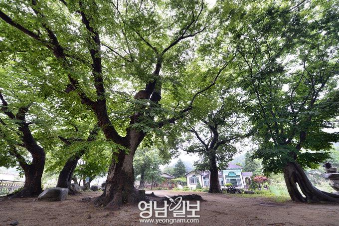 [甘川 百五十里를 가다 .12] 백범 김구가 월곡리에 머문 까닭은