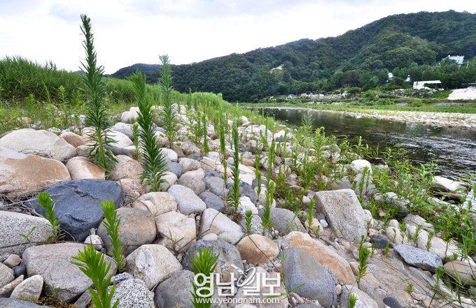 [甘川 百五十里를 가다 .17] 목민관 이채와 지례면 이공제