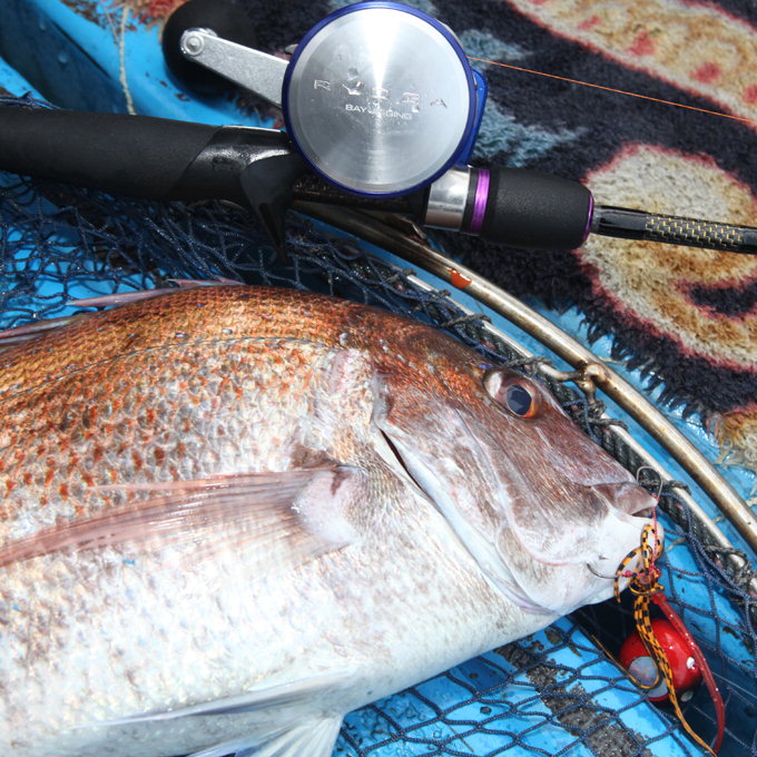 [김동욱의 낚시시대] 제주 가파도 해상 ‘라이트 지깅’의 묘미