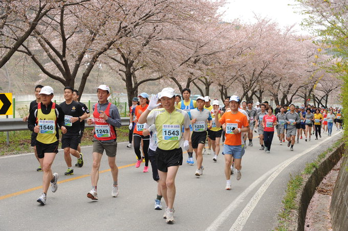 영천벚꽃마라톤대회 하프코스·10㎞·5㎞···3천여명 힘찬 레이스