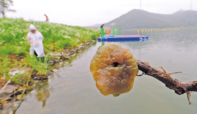 4대강 논란, 이번엔 큰빗이끼벌레…호수 서식종 낙동강 발견