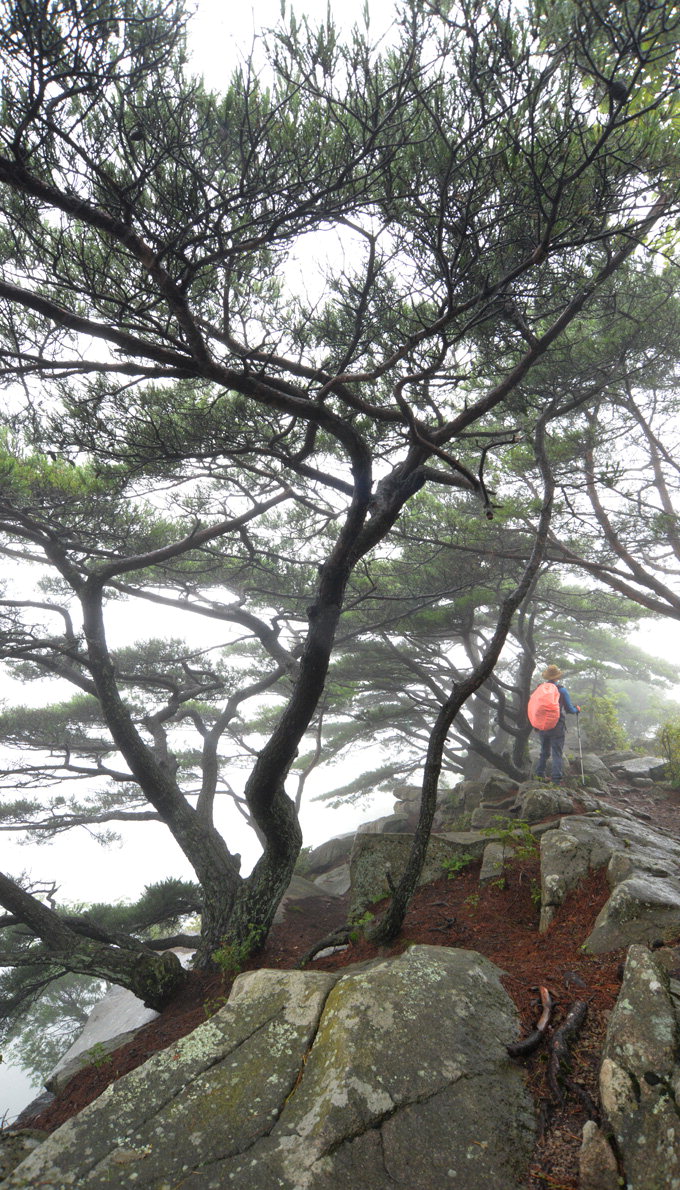 [최원식의 산] 남산(南山) 경북 청도·해발 870m