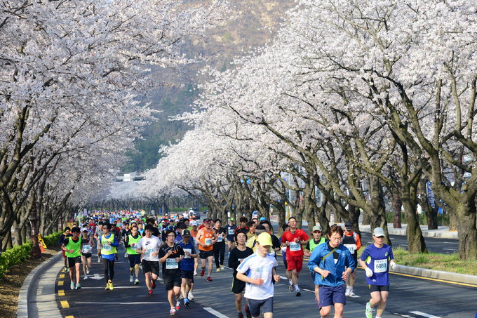 내일 경주마라톤…1만5천여명 ‘벚꽃 천국’ 달린다