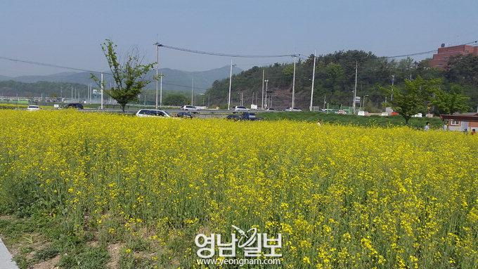 경산 하양읍 대부잠수교 일대 유채꽃 만발