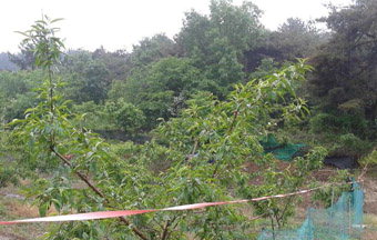 [공매정보] 경산 진량읍 북리 산 33-3 토지 8826㎡