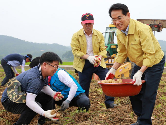 울진군공무원협의회, 농번기 감자수확 일손돕기