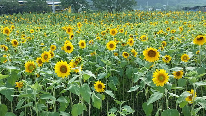 자전거 국토종주길 해바라기가 ‘미소’… 상주 사벌면 10만여㎡에 경관지구