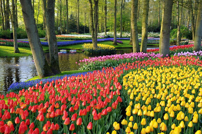 [34개국 네트워크 ‘월드 리포트’] 네덜란드, 일년에 두달만 공개하는 튤립 정원…17세기 명작과 아름다움 만끽
