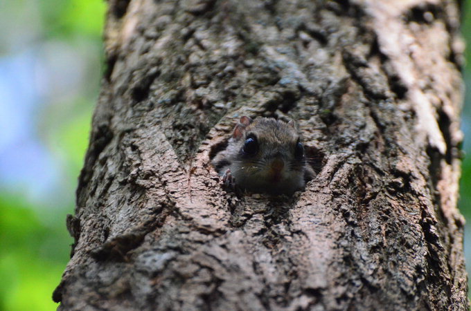 불국사 인근 숲 천연기념물 하늘다람쥐 산다