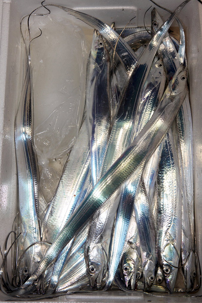 [김동욱의 낚시시대] ‘바다의 가을걷이’ 목포 갈치&주꾸미