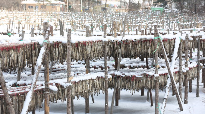 寒·雪·風, 황태에 겨울맛을 담다