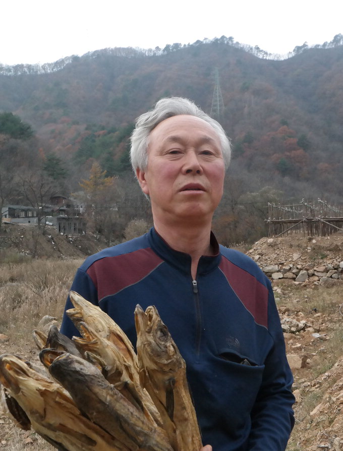 三寒四溫에 석달 자연건조…농밀하게 익은 황태 ‘폭신폭신·쫄깃쫄깃’