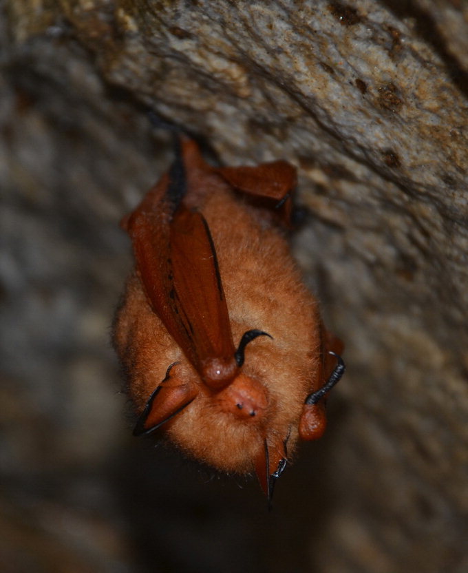 소백산국립공원 삼가지구 일원 박쥐서식지 특별보호구역 지정
