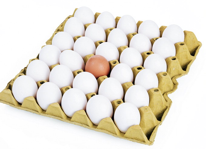 미국서 온 ‘흰색 계란’ 국산 갈색과 다른점은?