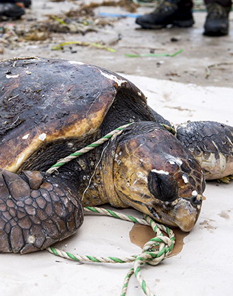 도로에 떨어진 소…스크루에 희생된 바다거북… 동물 수난사